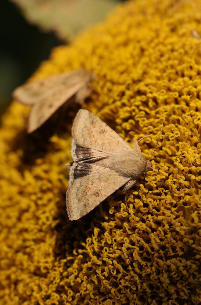 Photograph by Сергей Конюшенко