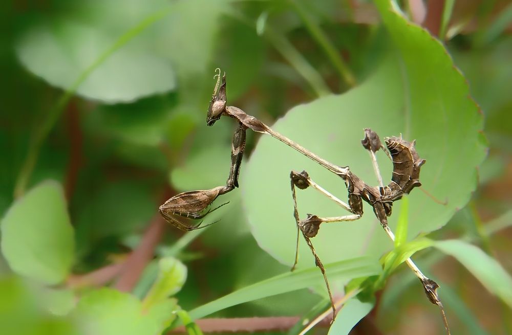 Photograph by B.Dhana sekaran