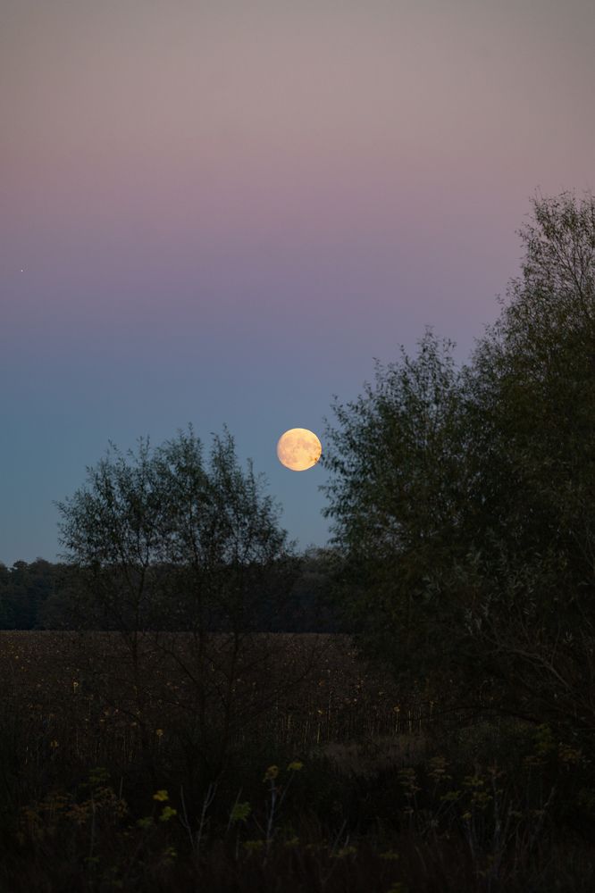 Photograph by Сергей Конюшенко
