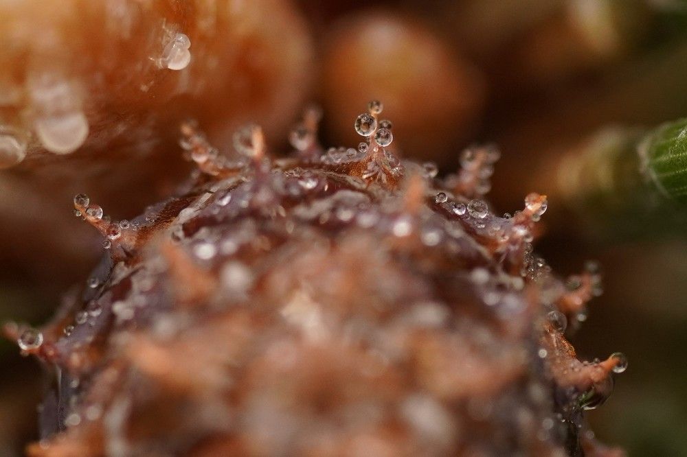 Photograph by Алфия Бугакова