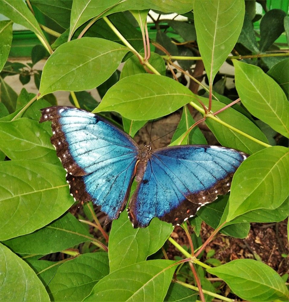 Фотография автора Ася Бабушкина