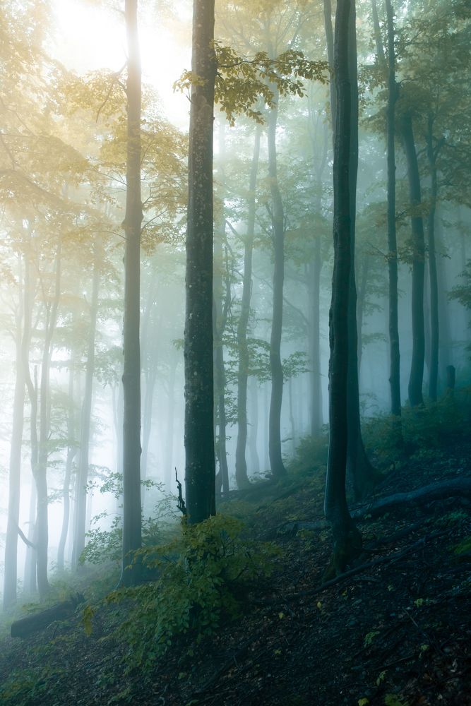 Photograph by Петър Димитров