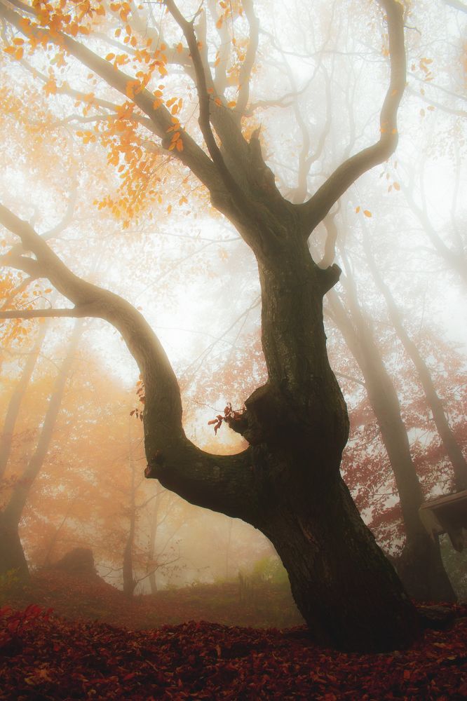 Photograph by Петър Димитров