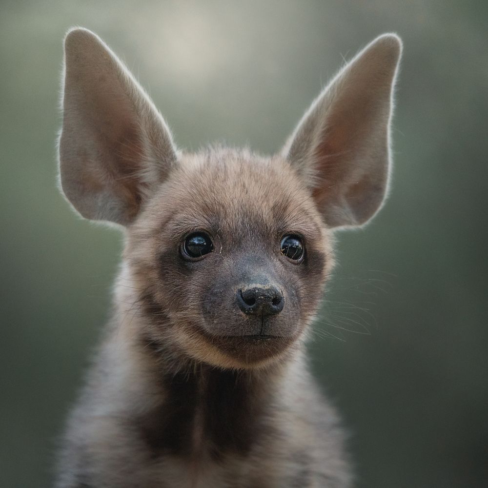 Hyena