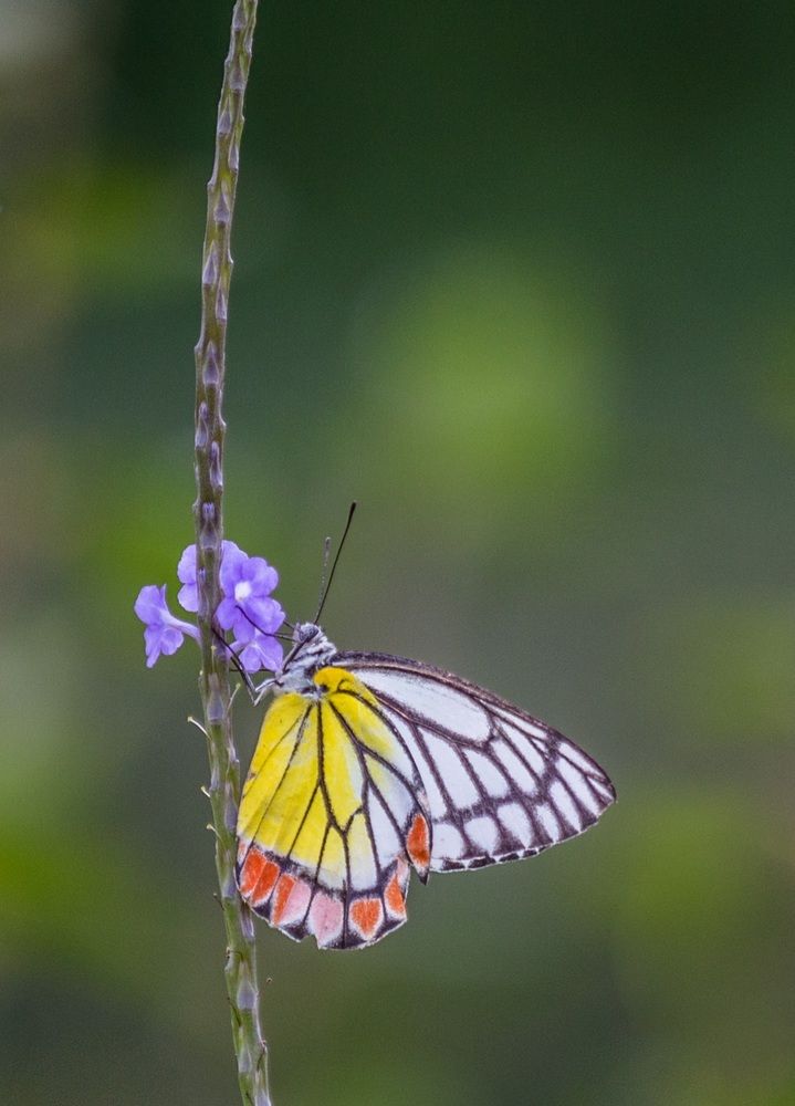 Photograph by Harsh Keppetipola