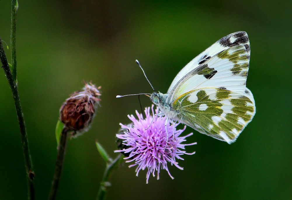 Photograph by Зоя Быкова