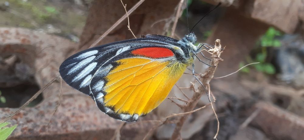 Фотография автора Ganesh Varma