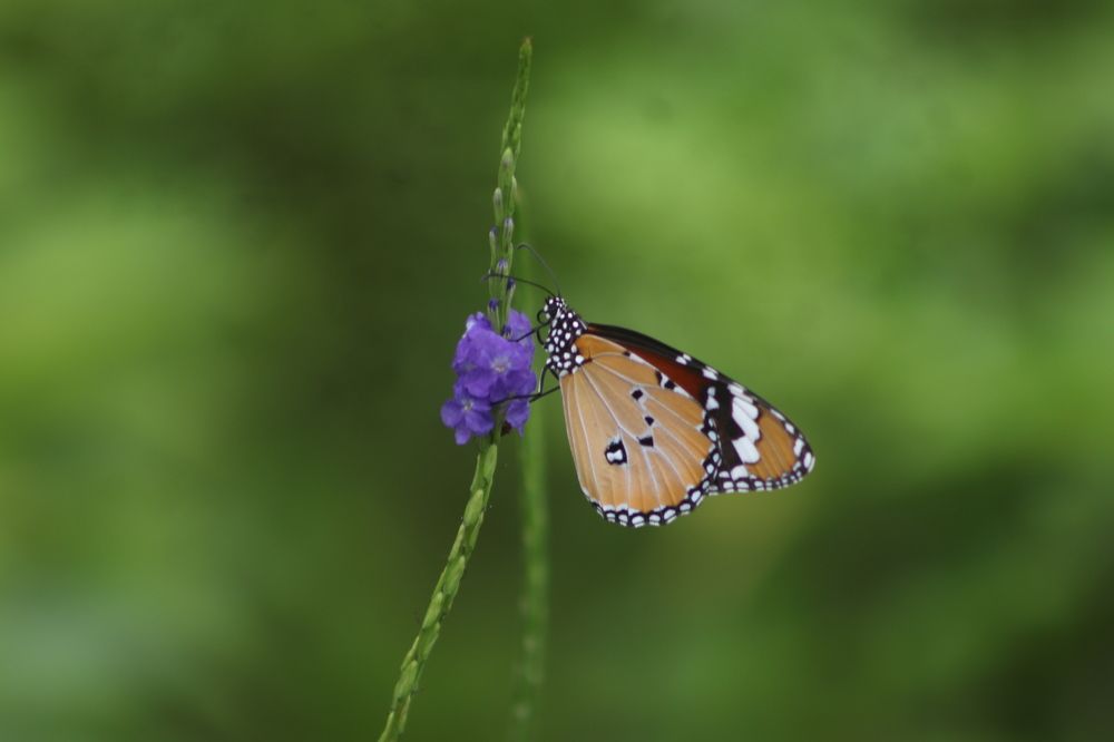 Фотография автора Atul Robin Hans