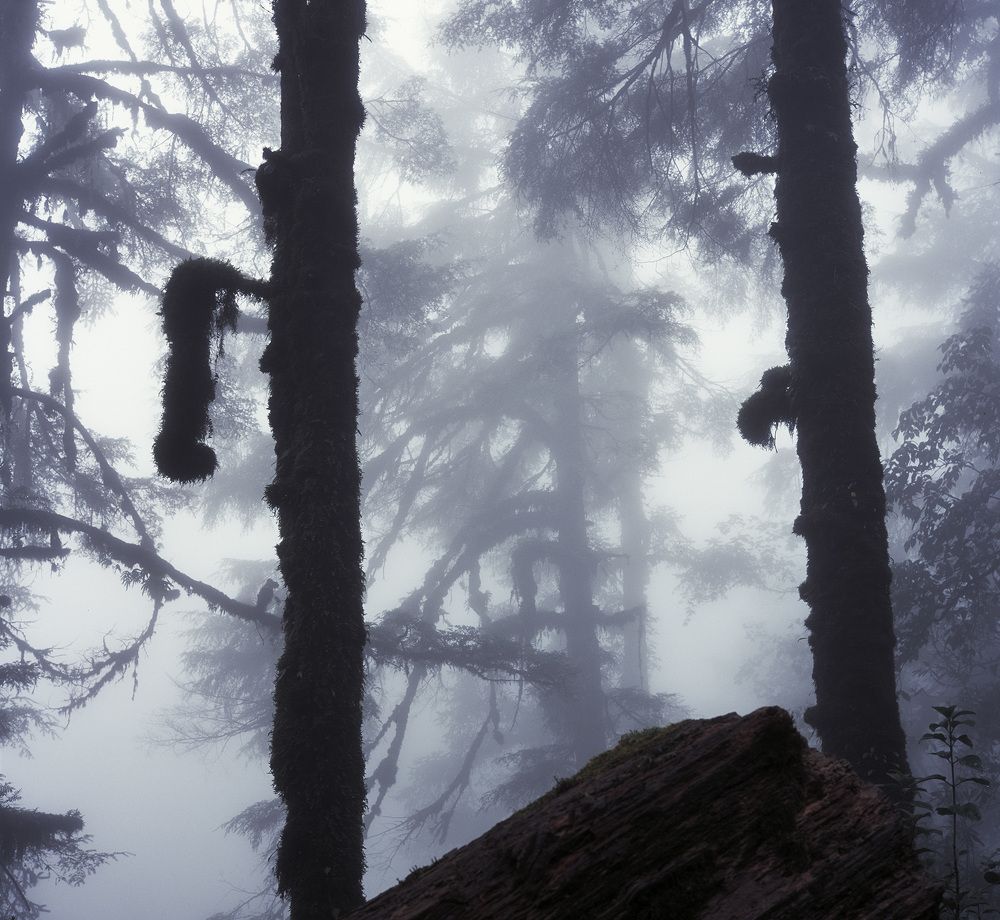 Photograph by Алексей Заморкин