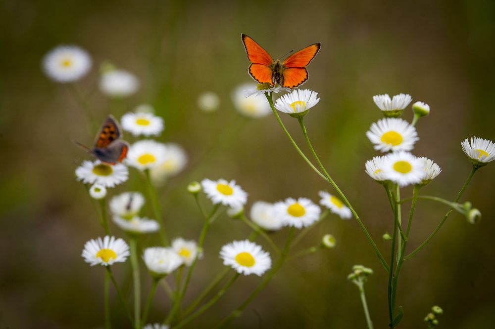 Photograph by Дмитрий Черепков