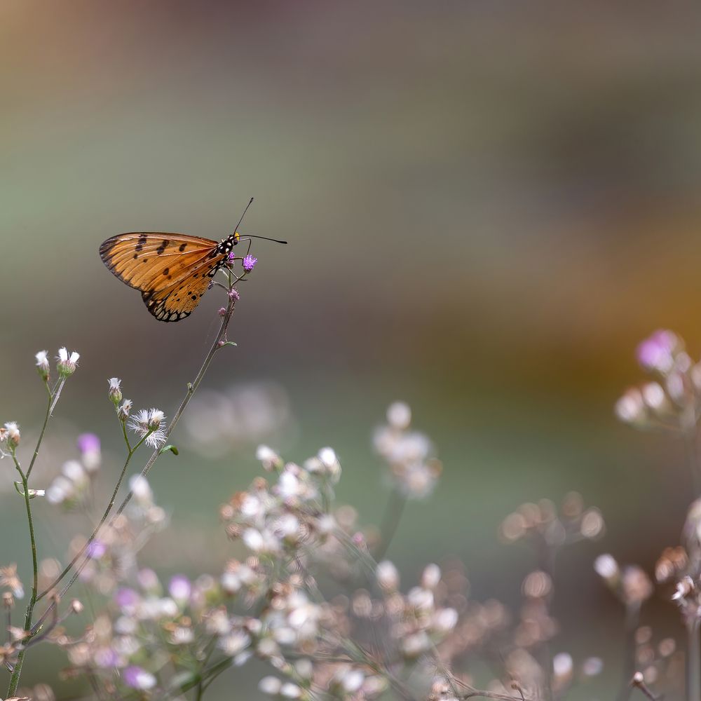 Photograph by Sonnadara Kushan Madushanka