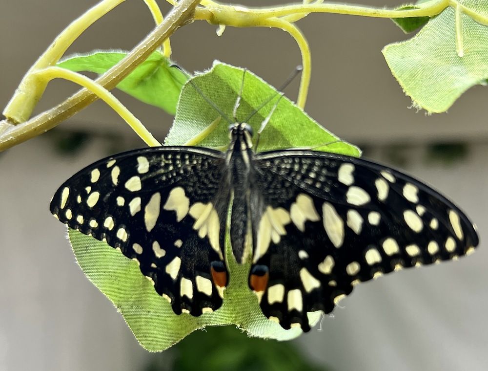 Photograph by Елена Мизина