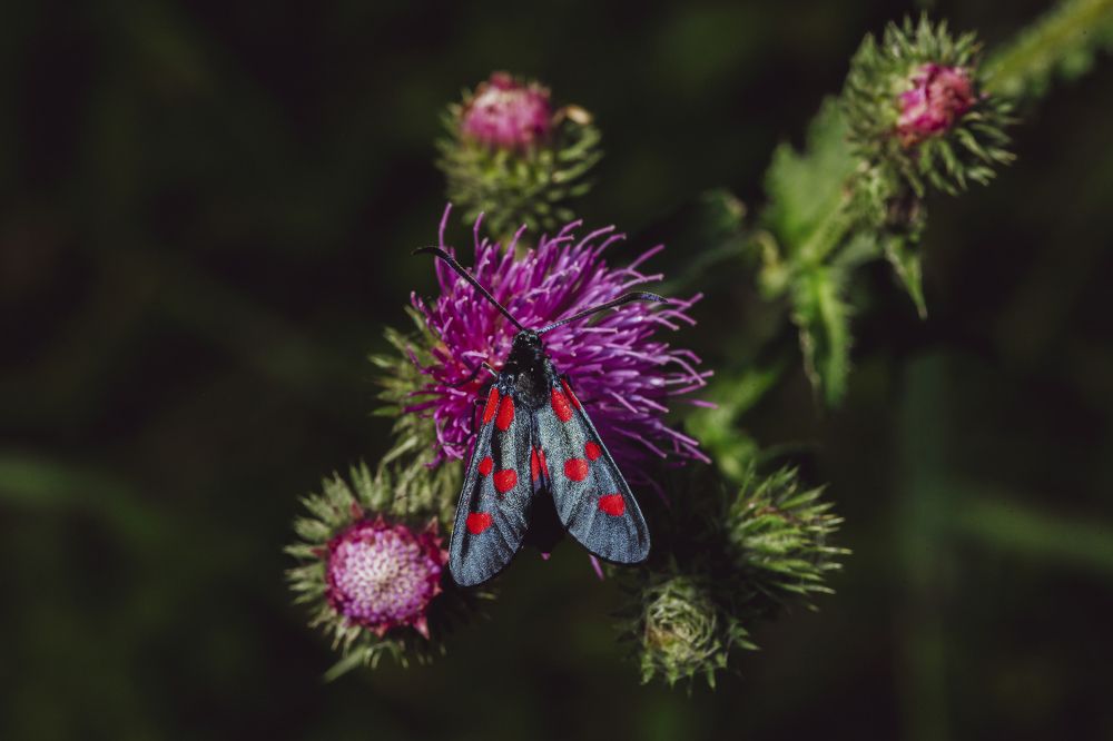 Photograph by Александр Ермаченко