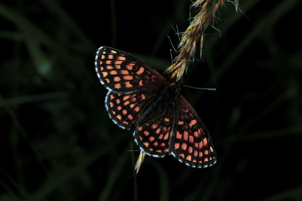 Photograph by Александр Ермаченко