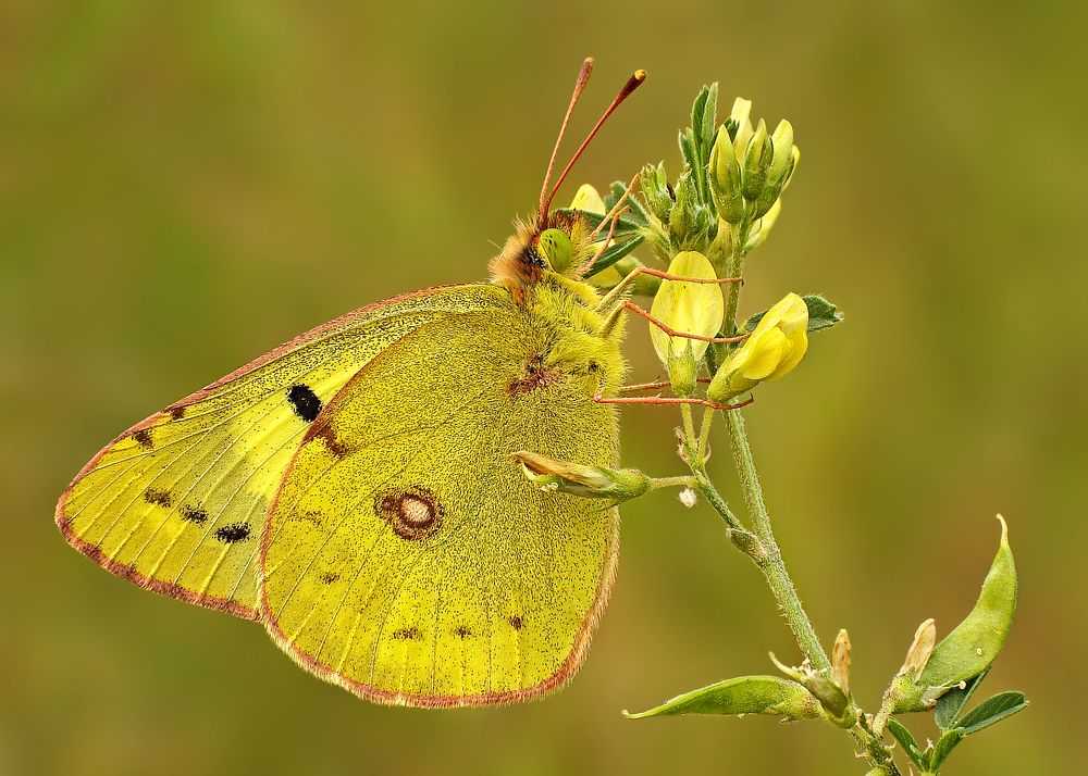 Photograph by Павел Колеснев