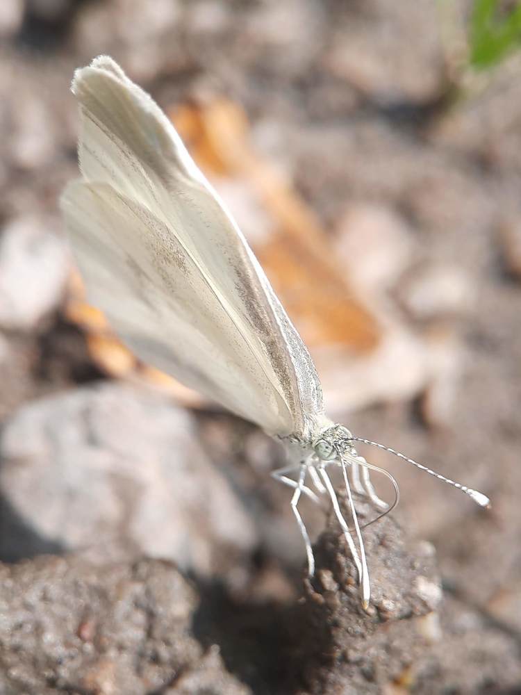 Photograph by Любовь Войтишина