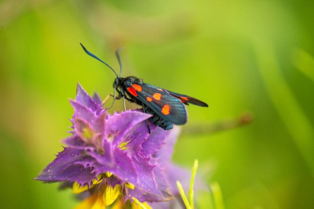 Photograph by Раиса Иванова