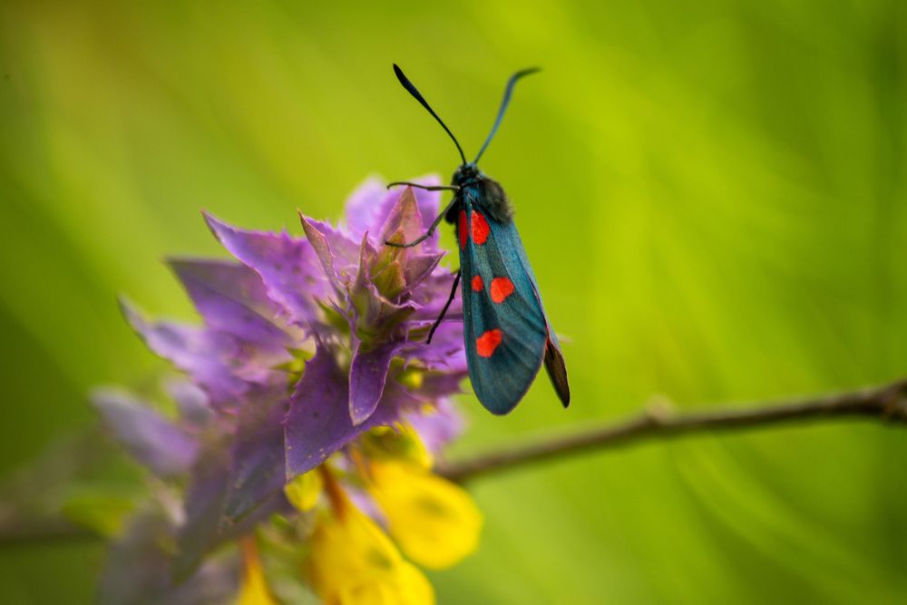 Photograph by Раиса Иванова