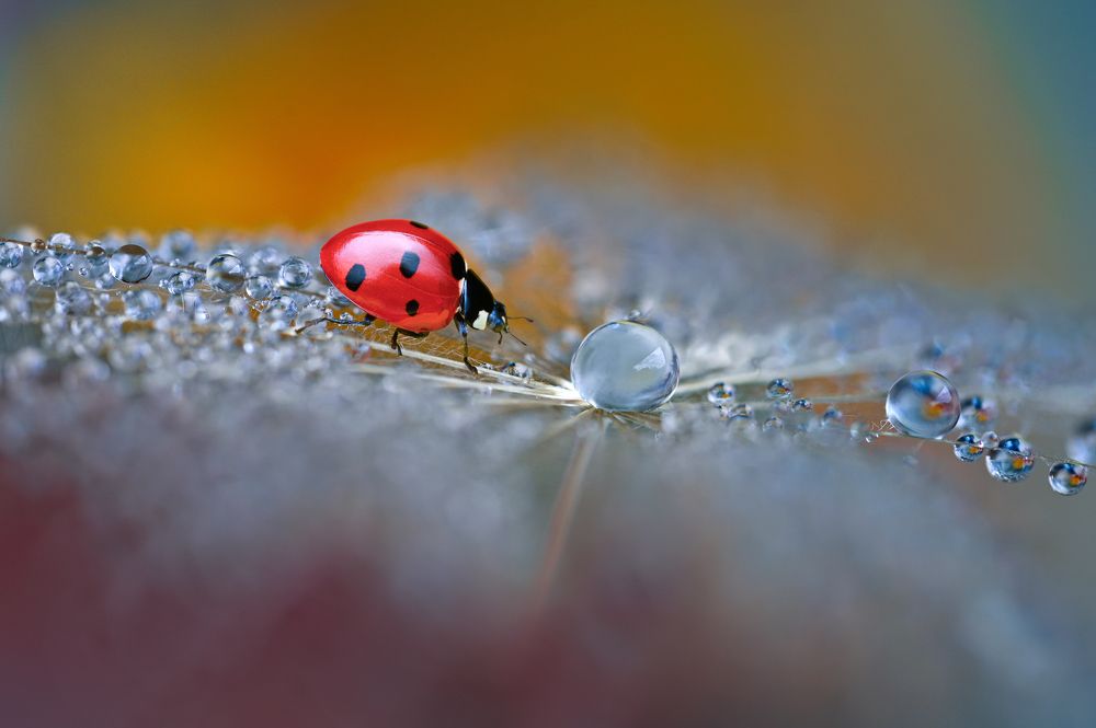 Photograph by Ganev Tsvetan