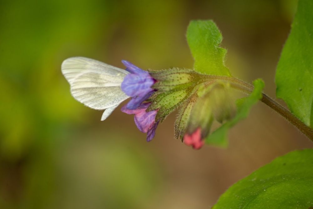 Photograph by Раиса Иванова