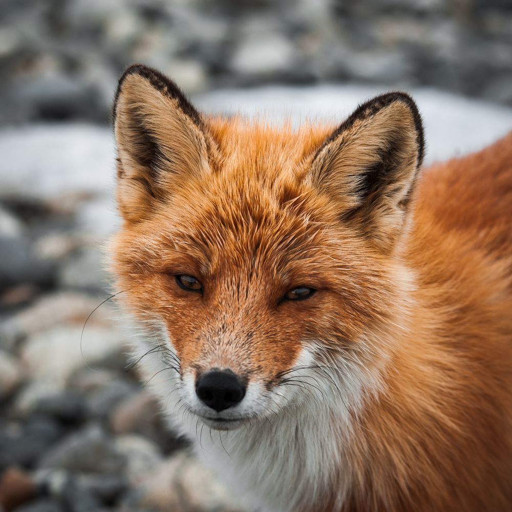 Photograph by Евгений Житников