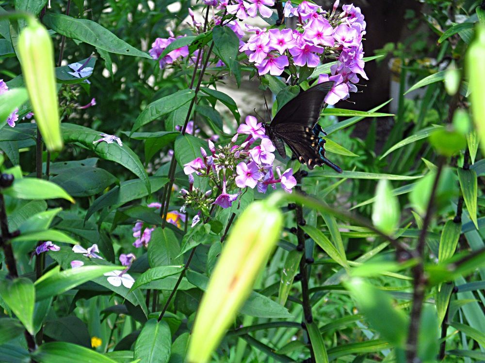 Photograph by Natalia Kopeva