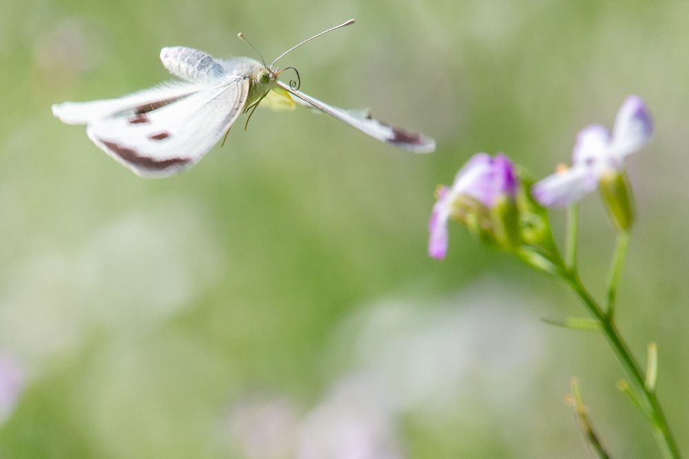 Photograph by Сергей Поляченко
