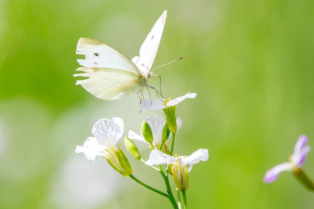 Photograph by Сергей Поляченко
