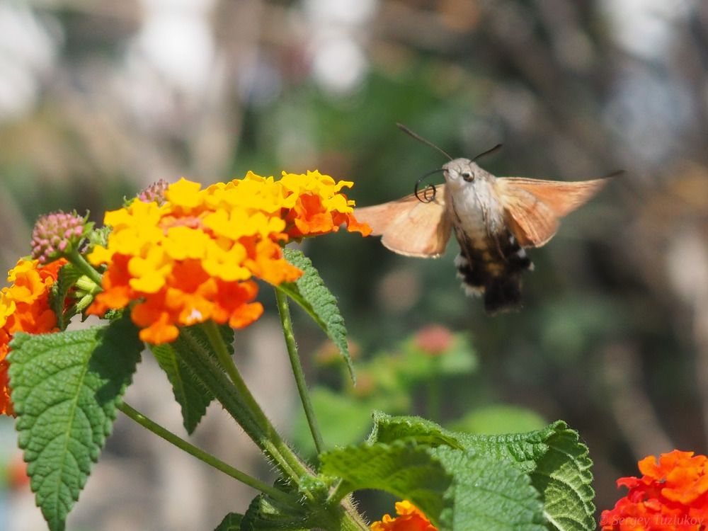 Языкан обыкновенный // Macroglossum Stellatarum