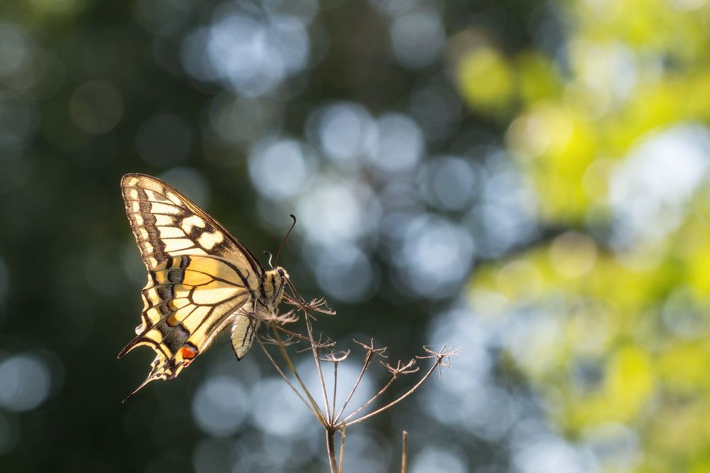 Photograph by Сергей