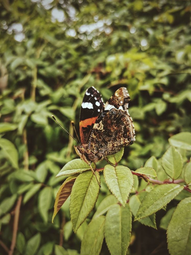 Photograph by Кристина Блия