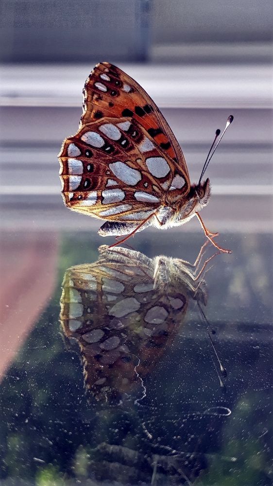 Photograph by Filip Dujovski