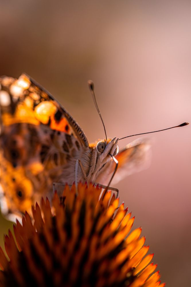 Photograph by Алан Гасымов