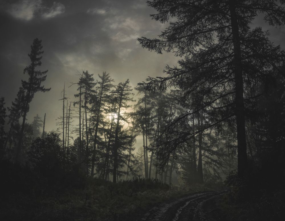 Утро на лесной дороге