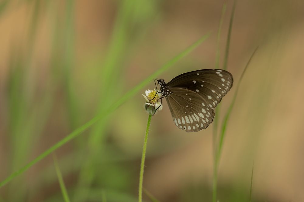 Photograph by Gade Neeraj