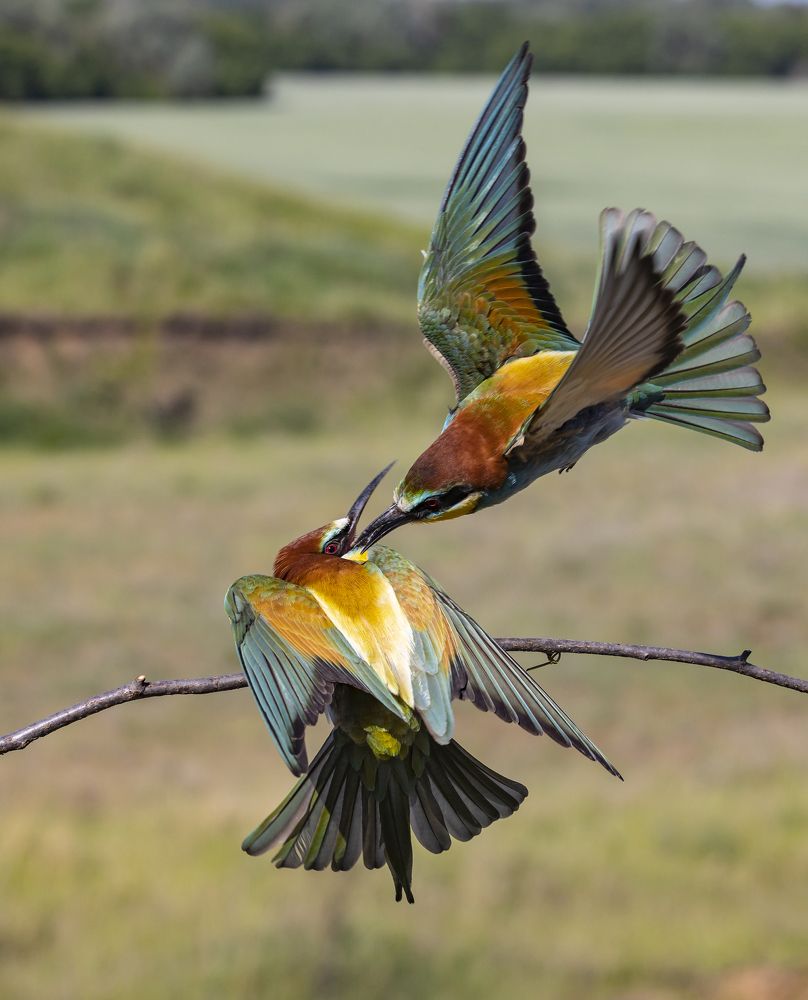 Брачные игры