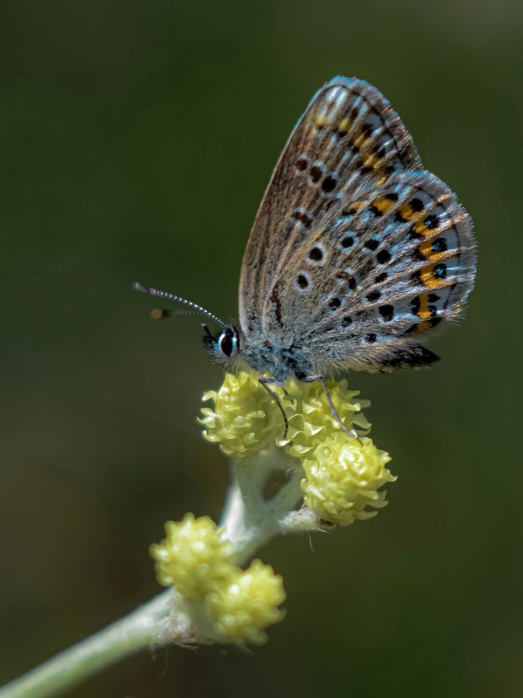Фотография автора Наталья Алексеева