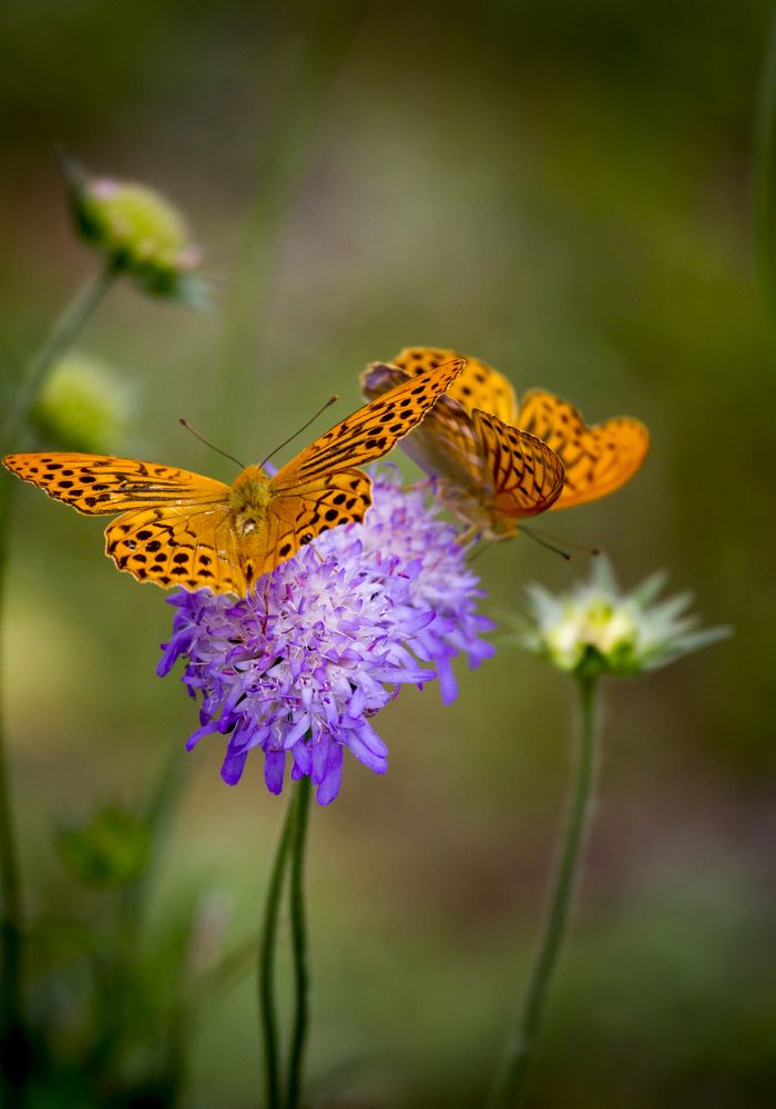 Photograph by Дмитрий Черепков