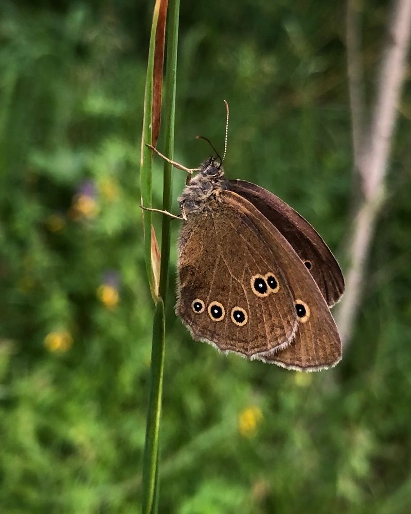 Photograph by Halina Mitsevich