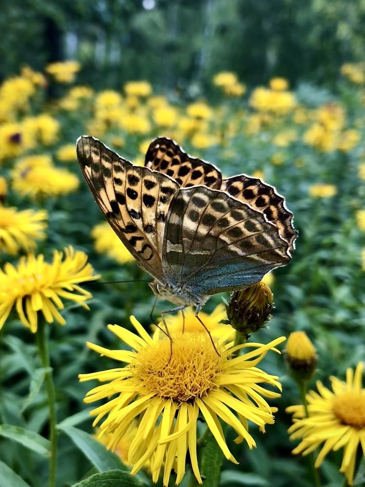 Фотография автора Евгения Елисеева