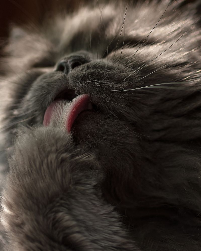 Вкусовые сосочки