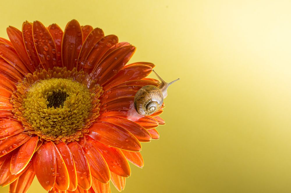 Photograph by Sosa Betsabé