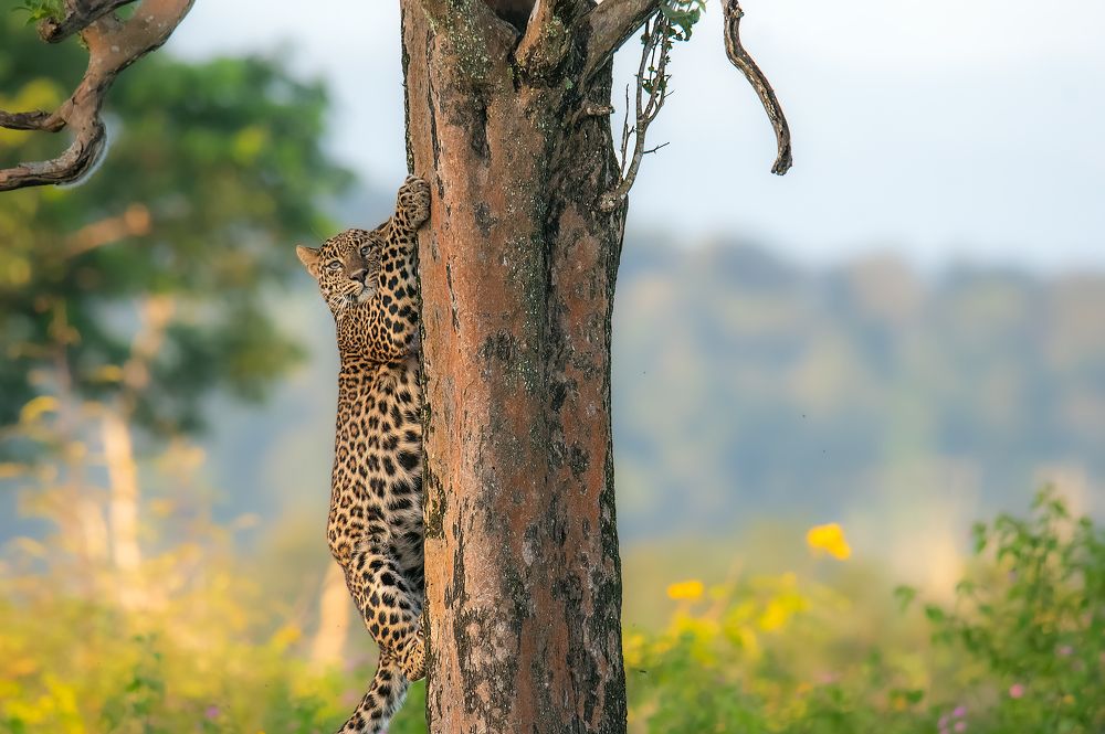 Фотография автора Sajeev Krishnan