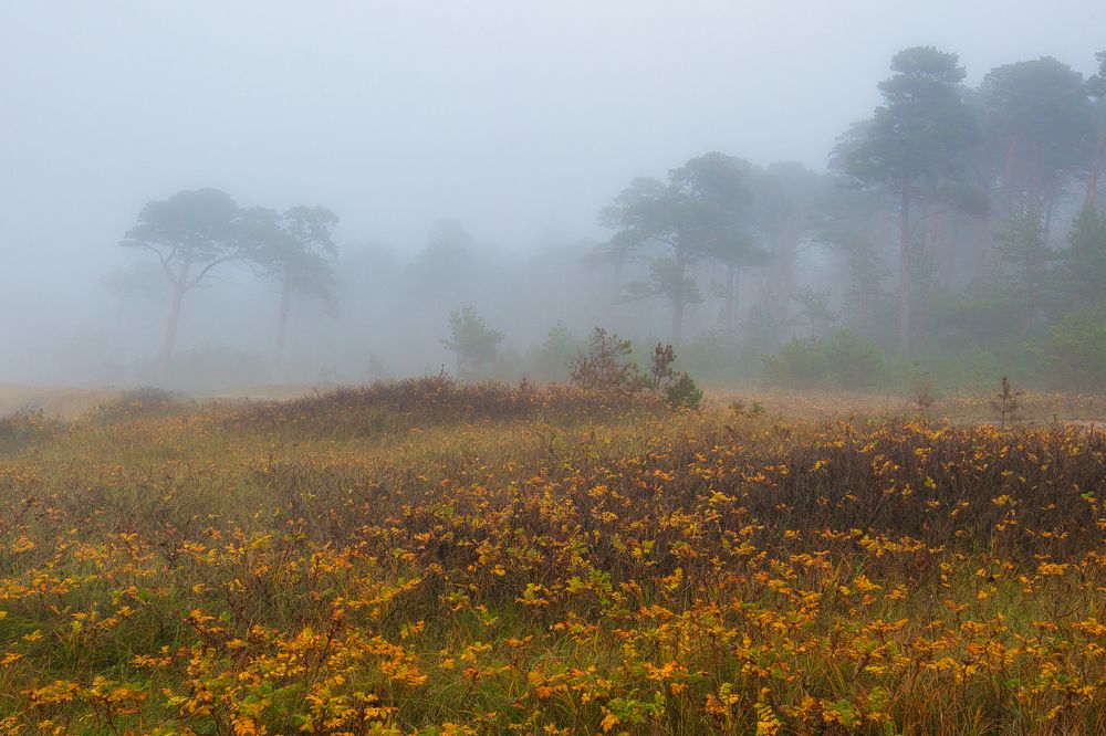 Photograph by Janis Serdienis