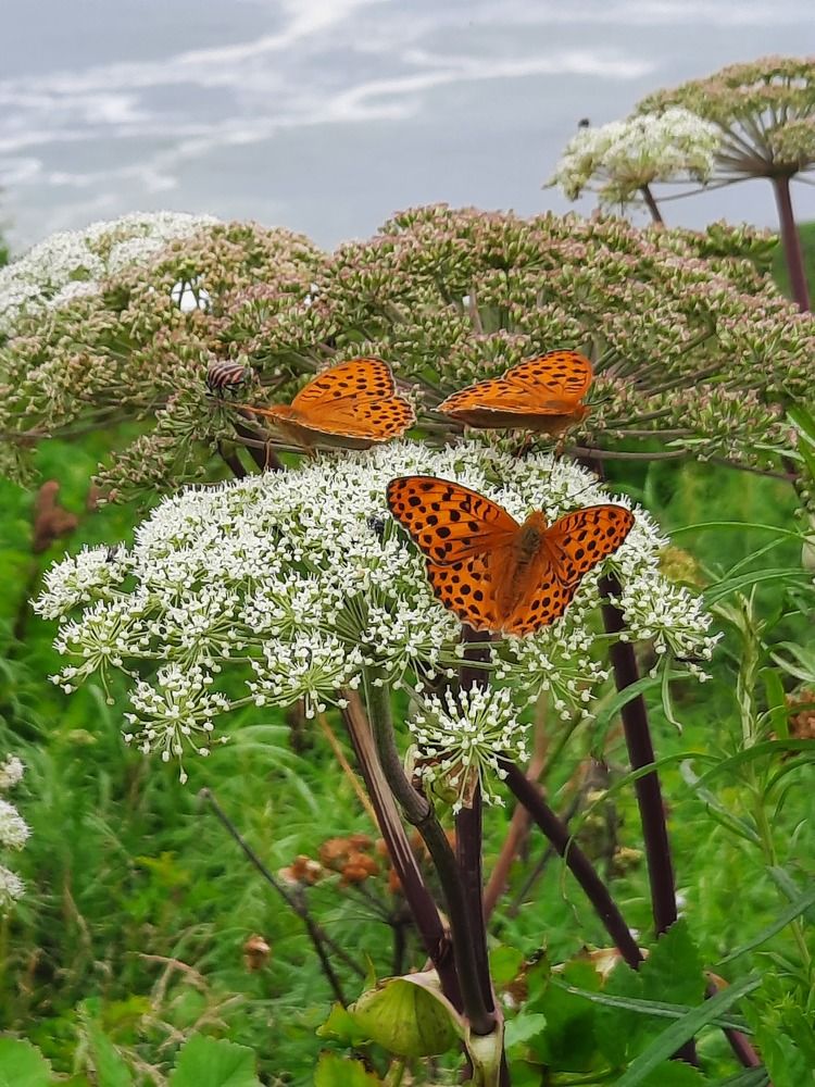 Photograph by Галина Оспищева