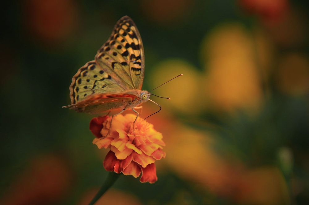 Photograph by Виктор Смирнов