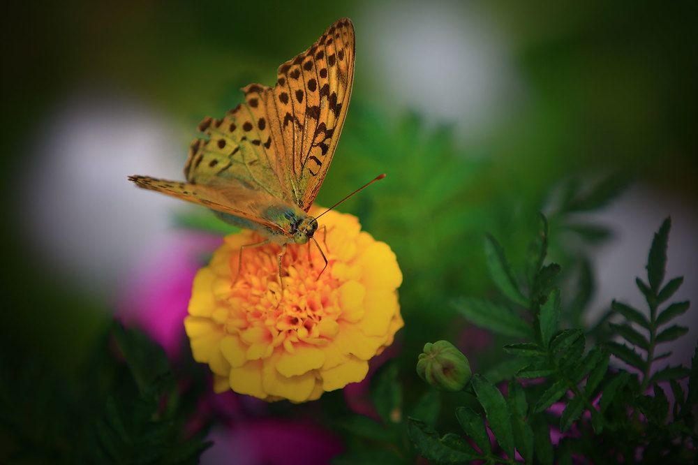 Photograph by Виктор Смирнов