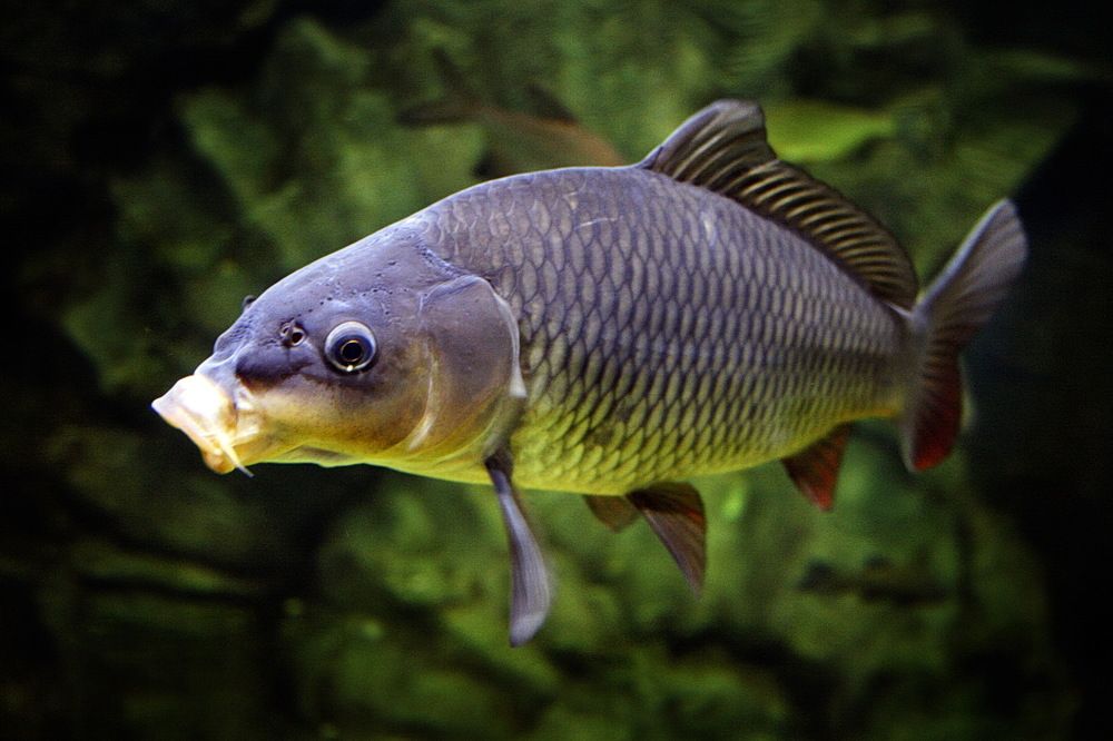 Photograph by вячеслав милов