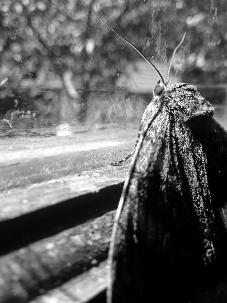 Photograph by Neda Petrovic