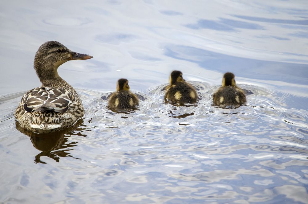 Photograph by Любовь Бусова